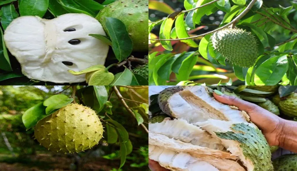 Health benefits of soursop fruit, leaf